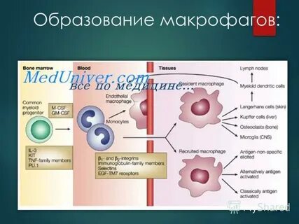 Для макрофагов характерны