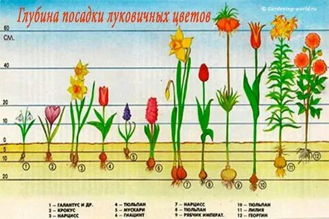 Глубина посадки луковиц тюльпанов осенью