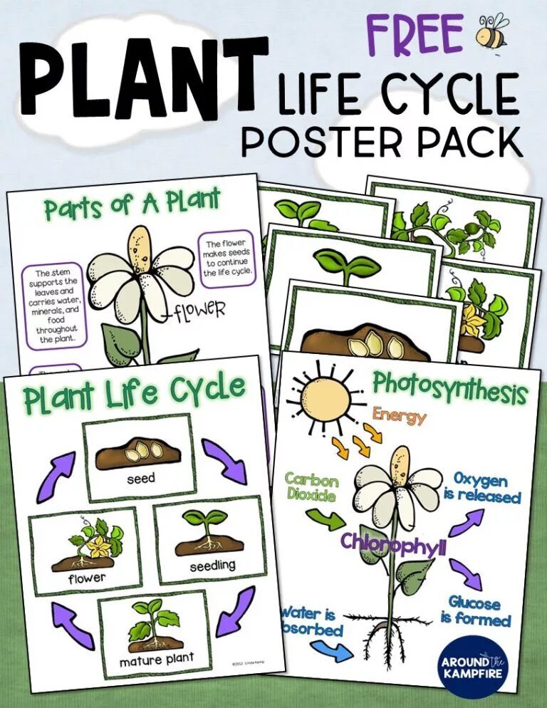 A plant s life. Plant life cycle. Plants worksheets. Росток. Plant life cycle for kids.