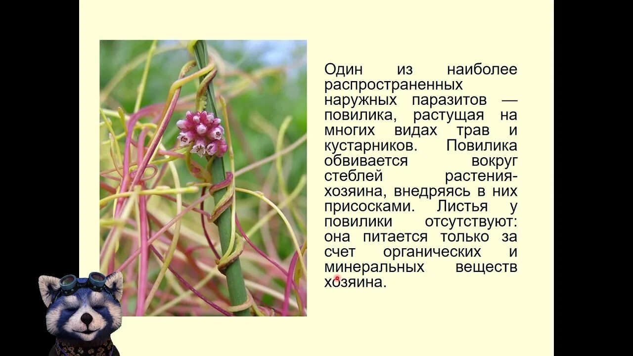 Дегенерация примеры у животных и растений. Общая дегенерация примеры. дегенерация у растений. общая дегенерация примеры у растений. общая дегенерация примеры у животных и растений.