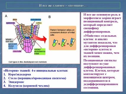 Покоящийся центр