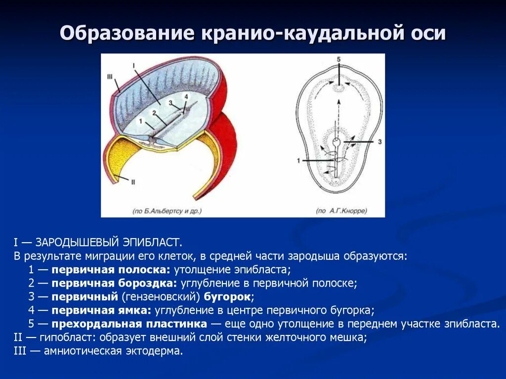 Кранио-каудальный. Кранио-каудальное направление. Эмбриогенез. Эмбриогенез человека. Каудальное направление