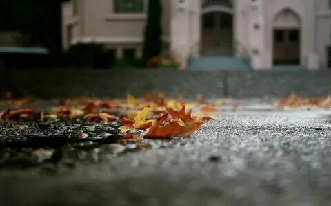 Под прошлогодней листвой