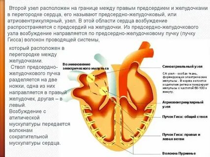 Сердечные импульсы