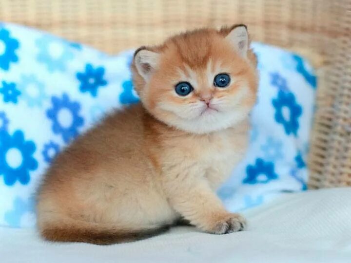 золотистая шиншилла британская. котенок порода шиншилла британская. британская золотая шиншилла тикированная. британская сибирская шиншилла. манчкин золотая шиншилла.