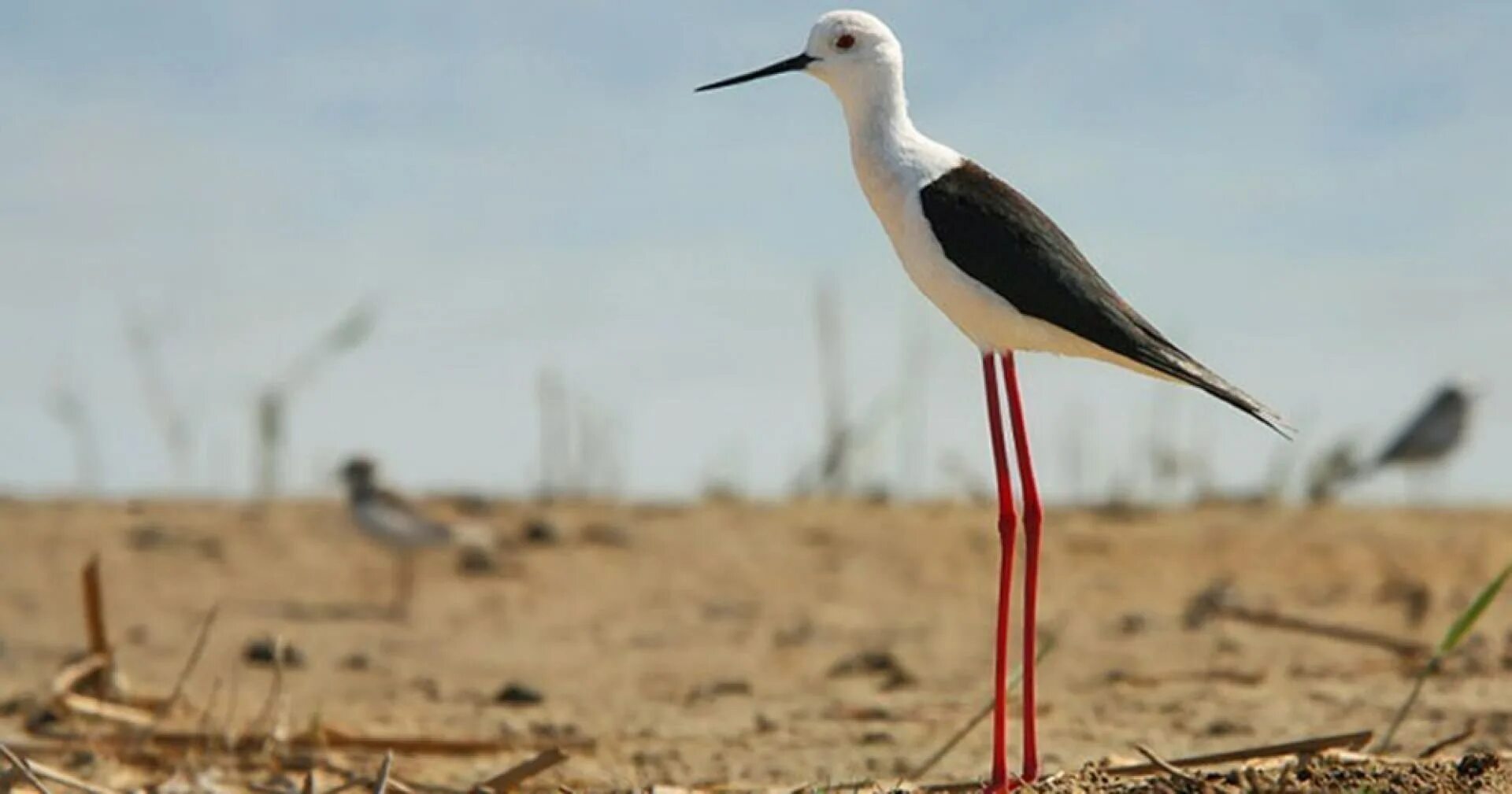 Птичка на ножках. Кулик ходулочник. Ходулочник (himantopus himantopus). Кулик ходулочник птенец. Кулик ходулочник красная книга.