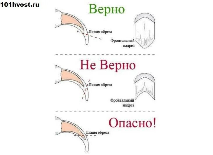 С какого возраста можно стричь когти котенку. Как правильно подстригать ногти. как правильно подстричь когти кошке. как обрезать когти кошке. как правильно стричь когти кошке в домашних условиях.