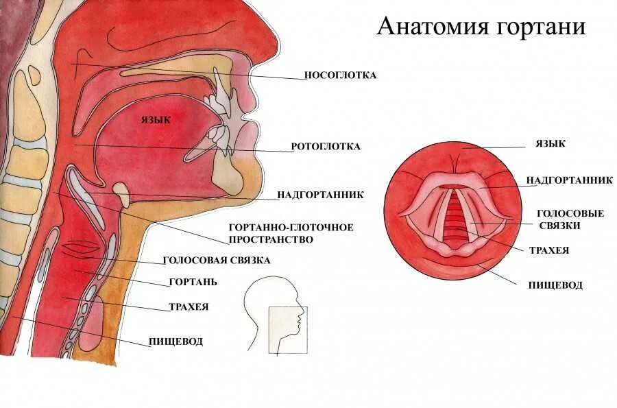 Где располагается гортань. Гортань строение анатомия голосовые связки. горло гортань трахея анатомия. голосовые связки анатомия строение. строение гортани человека связки.