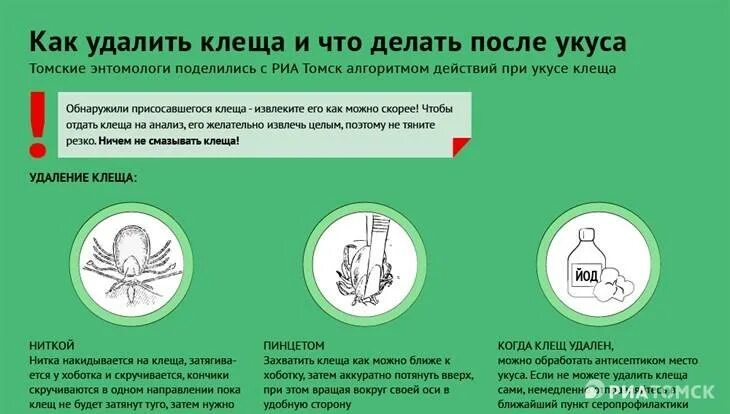 Чем обработать место после удаления клеща. Что делать при укусе клеща.