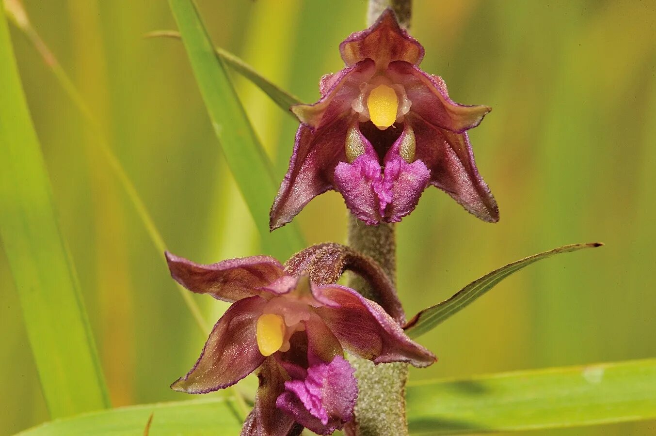 Дремлик тёмно-красный – Epipactis atrorubens (Hoffm. Ex Bernh.). Дремлик тёмно-красный (Epipactis atrorubens).. Темно-бордовый Дремлик.