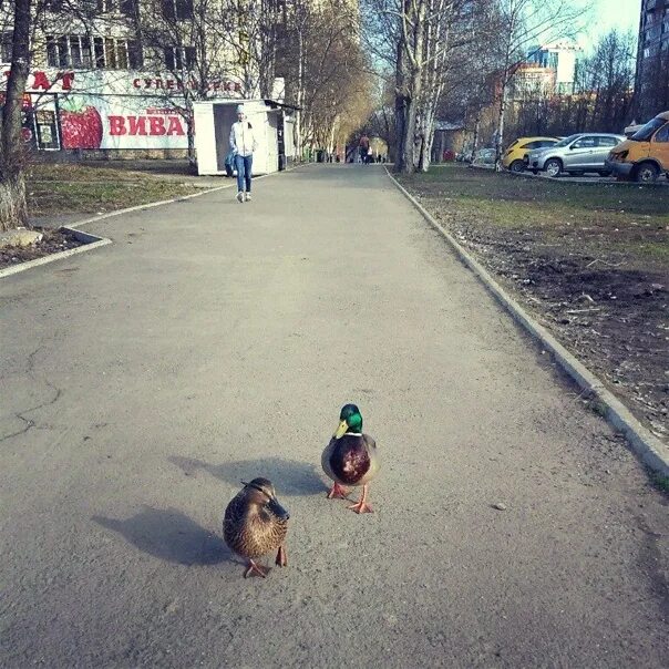 Во дворе гуляют утки