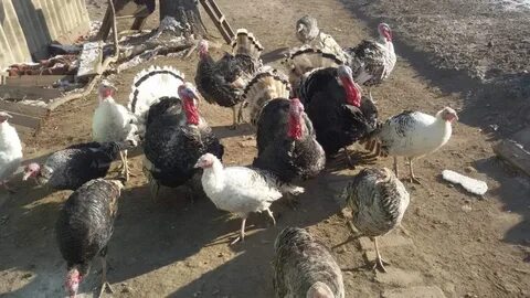 Индюки на племя