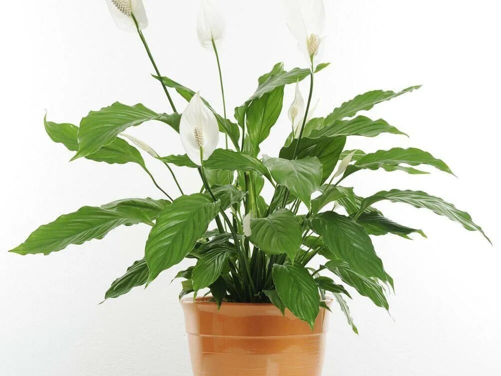 спатифиллум (spathiphyllum). спатифиллум геликониелистный. женское счастье можно дарить. спатифиллум чопин шопен. женское счастье можно дарить.