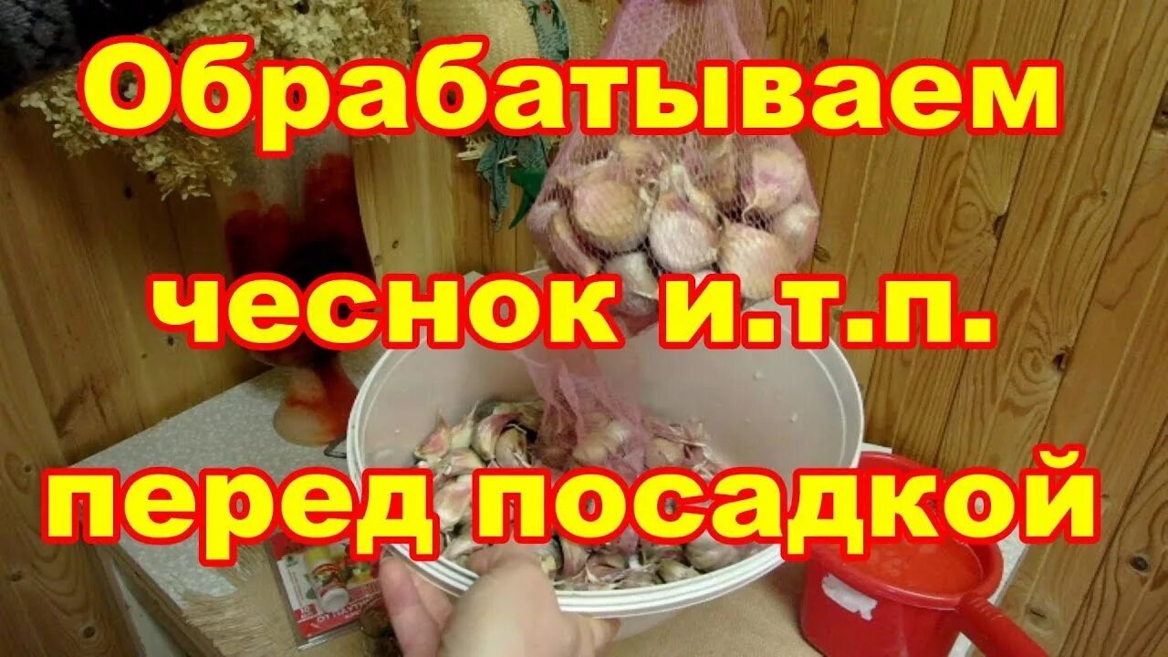 Нужно ли замачивать чеснок. Чеснок замачивать перед посадкой. Обработка чеснока перед посадкой. Посадка чеснока обработка фитоспорином. Замоченный чеснок.