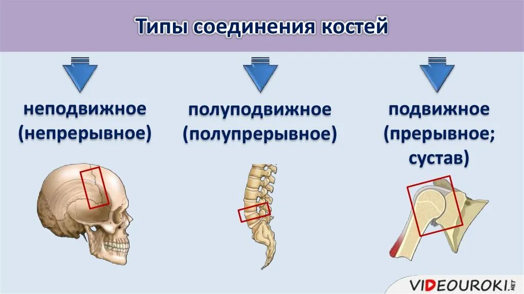 Подвижные полуподвижные и неподвижные кости. Соединения костей: непрерывные, полупрерывные, суставы. Непрерывные соединения костей. Типы соединения костей. Полупрерывные соединения костей.