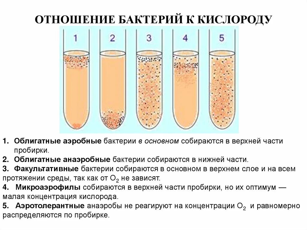 Облигатные анаэробы это микробиология. Аэробные и анаэробные бактерии. Анаэробные бактерии. Факультативно анаэробные бактерии. Этапы анаэробных организмов