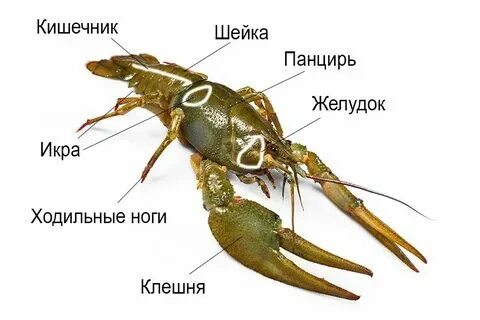 Образ жизни пресноводных