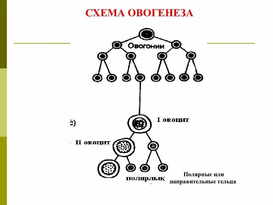 Каким номером обозначено полярное тельце. Схема сперматогенеза и овогенеза. Фазы овогенеза схема. Этапы овогенеза схема. Сперматогенез и оогенез таблица.