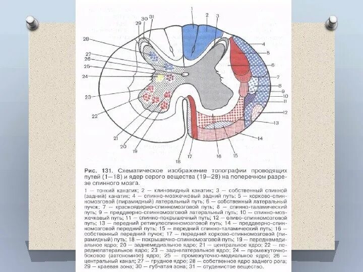 Рога спинного мозга функции. Рога спинного мозга функции