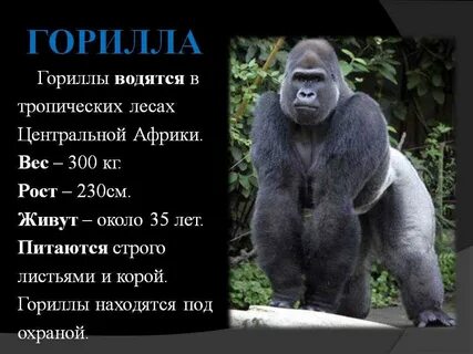 Сколько хромосом у гориллы