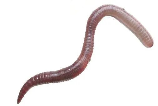 Щетинки дождевого червя. Eisenia nordenskioldi (Эйзения Норденшельда). Передвижение дождевого червя. Способ передвижения дождевого червя.