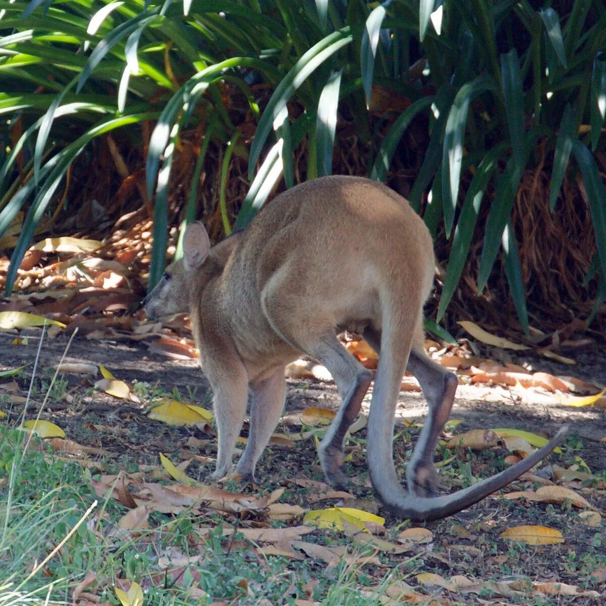 Исполинский кенгуру тип развития. Прыткий валлаби. Самый редкий вид кенгуру. Валлаби в зоопарке. Проплеопус.