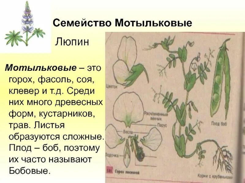 Какой стебель у бобовых. Строение цветка бобовые мотыльковые. характеристика бобовых мотыльковых растений. семейство мотыльковые бобовые листья. класс двудольные семейство мотыльковые бобовые.