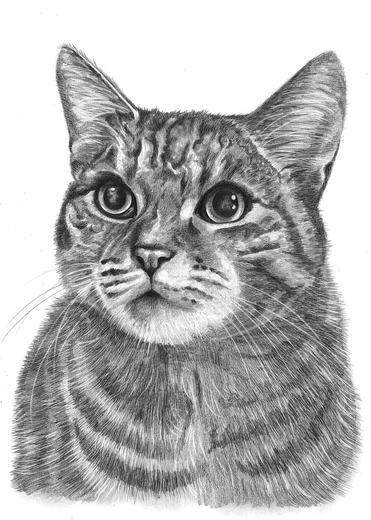 Кот карандашом. Портрет кошки карандашом. Морда кота рисунок. Рисунки котов карандашом.