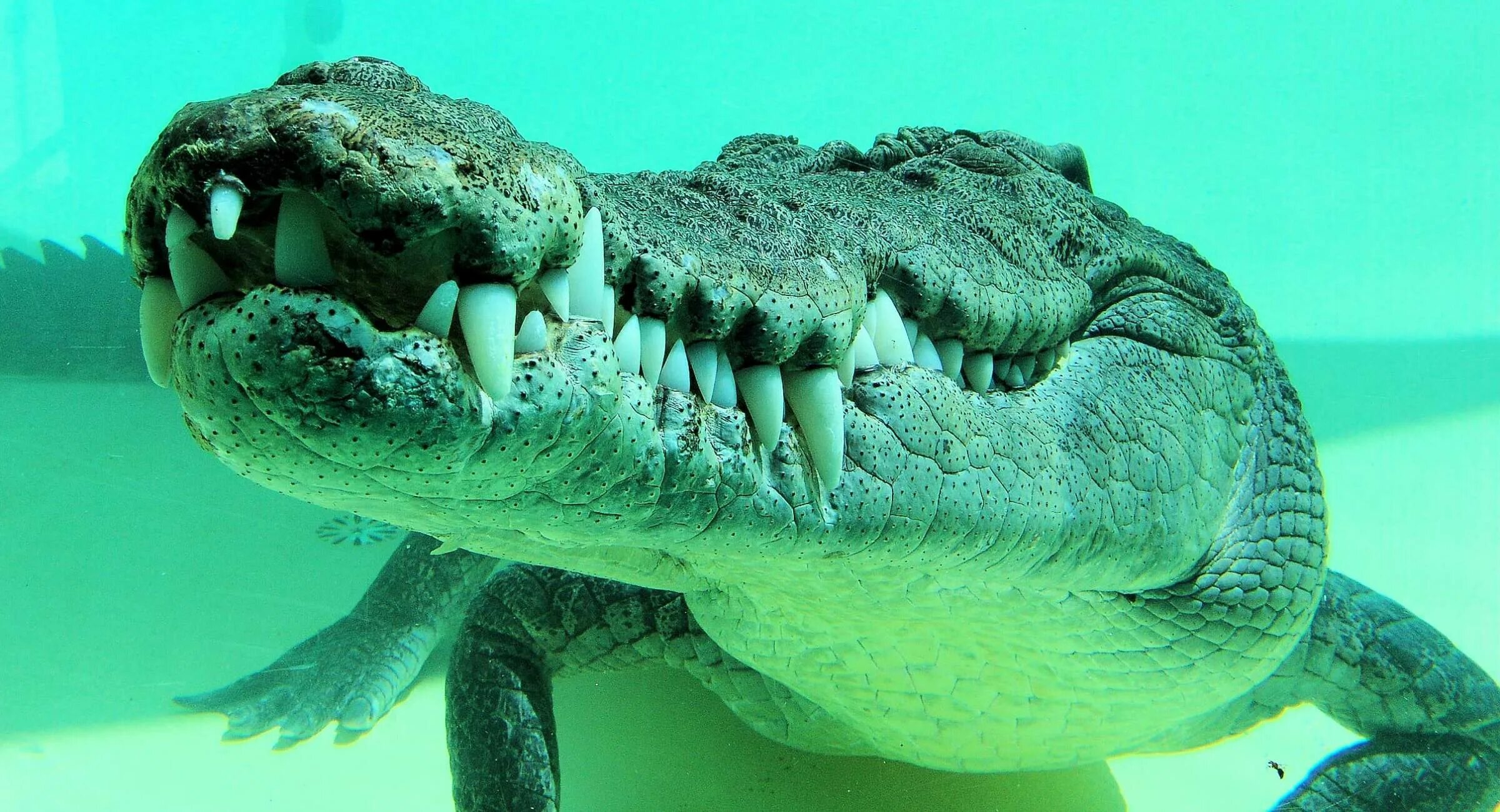 Большая крокодила где послушать. Гребнистый крокодил. Австралийский гребнистый крокодил. Настоящий крокодил.