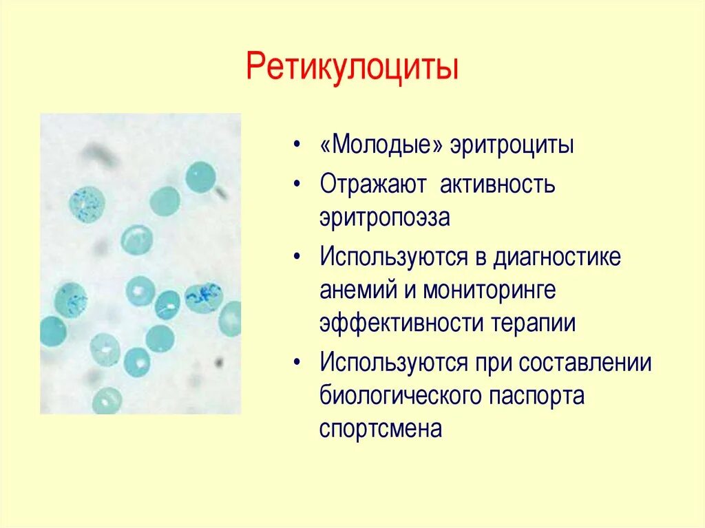 Ретикулоциты повышены у мужчины. Строение и функция ретикулоцитов. Ретикулоциты строение и функции. Ретикулоциты микроскопия норма. Ретикулоциты методика подсчета.