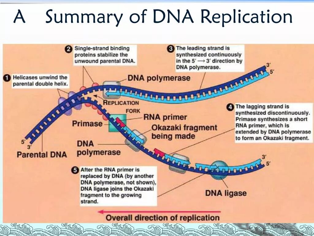 Репликация ДНК У прокариот. Последовательность этапов репликации молекулы ДНК. Процесс репликации ДНК. Репликация цепи ДНК. 3 этапа репликации