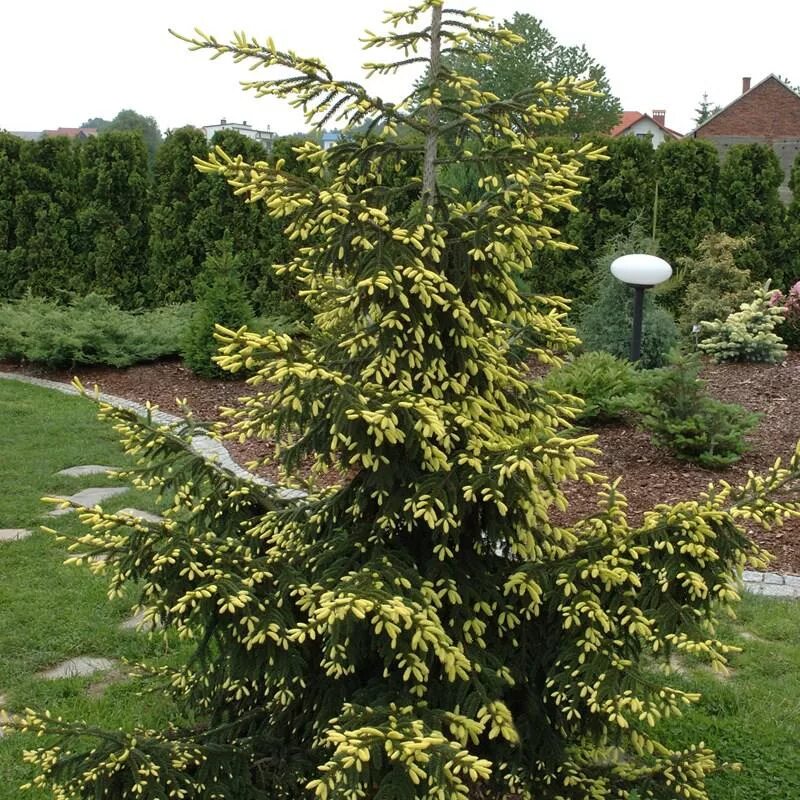 Picea aurea