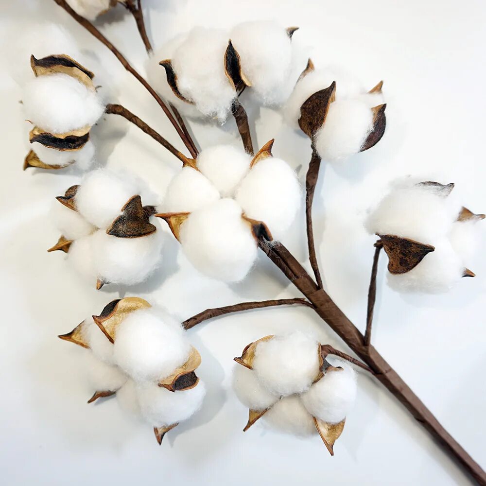 хлопок растение. листья хлопчатника. хлопок растение. стебель хлопчатника. What can be produced from a cotton stalk.