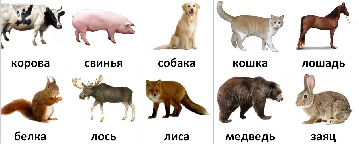 зайцы собаки медведи. лиса и волк для детей. лиса, волк, заяц, ёж, медведь, белка. зайцы собаки медведи. карточки волк, медведь, лиса, заяц для детей.