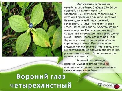 Информационное сообщение о растениях