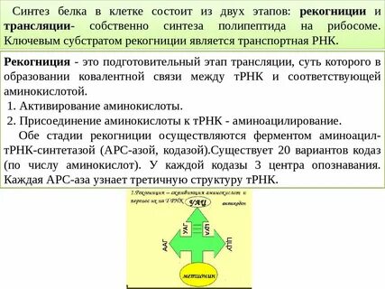 Трнк присоединяет аминокислоту