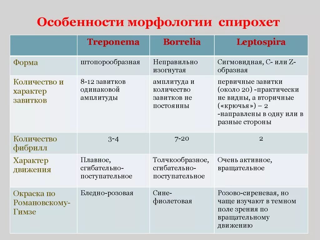 Патогенные спирохеты классификация. Сравнительная характеристика спирохет и простейших. Морфология и структура спирохет. Морфология патогенных спирохет. Простейшие сходства и различия