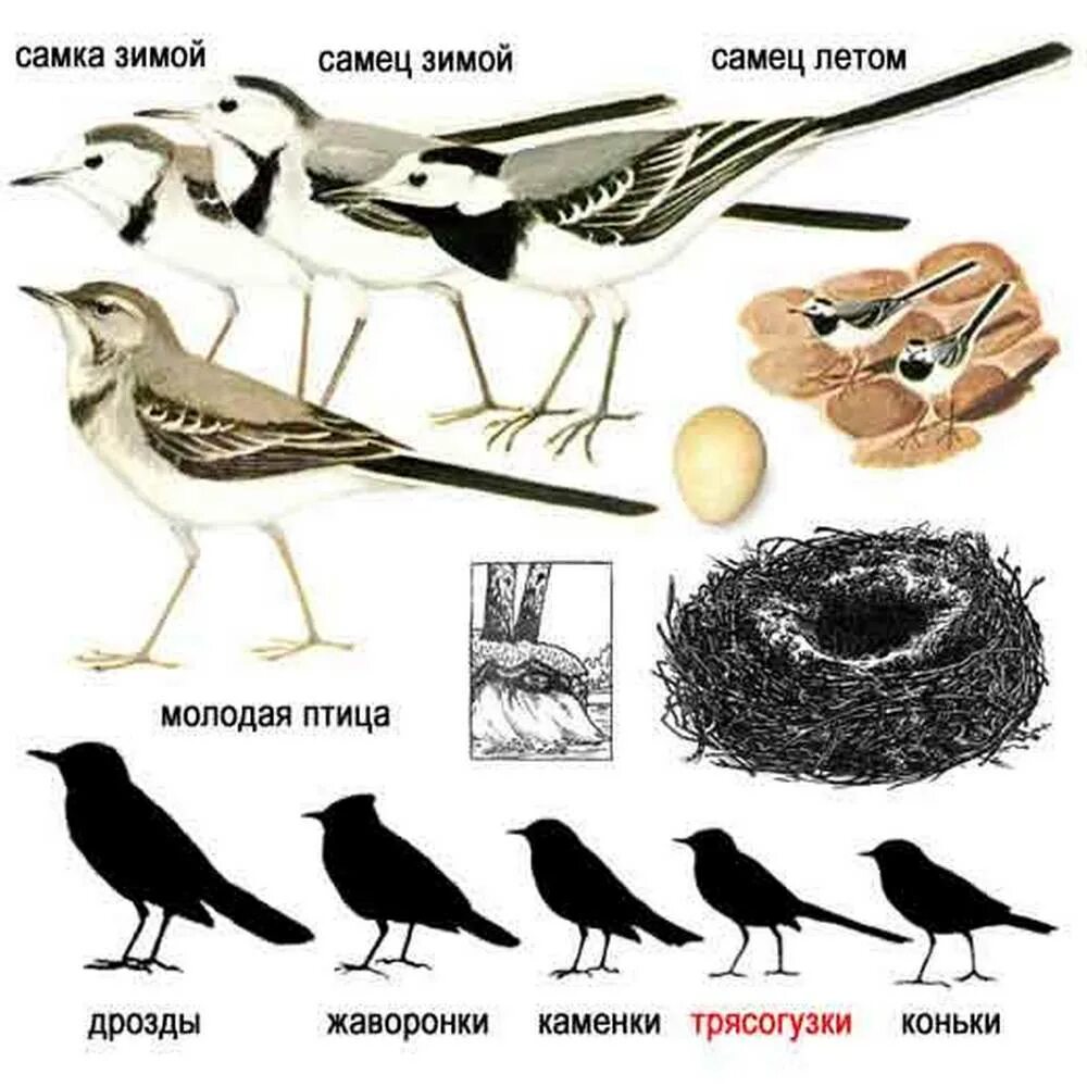 Белая трясогузка определитель птиц. Трясогузка самец и самка. Белая трясогузка самец и самка. Трясогузка птица самец и самка.
