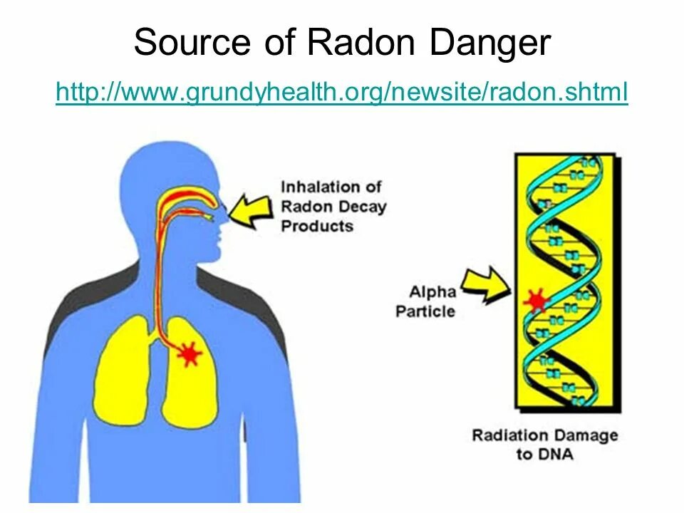 Радиоактивные изотопы в организме человека. Попадание радона в легкие. Радон излучение. Воздействие радона на организм человека.