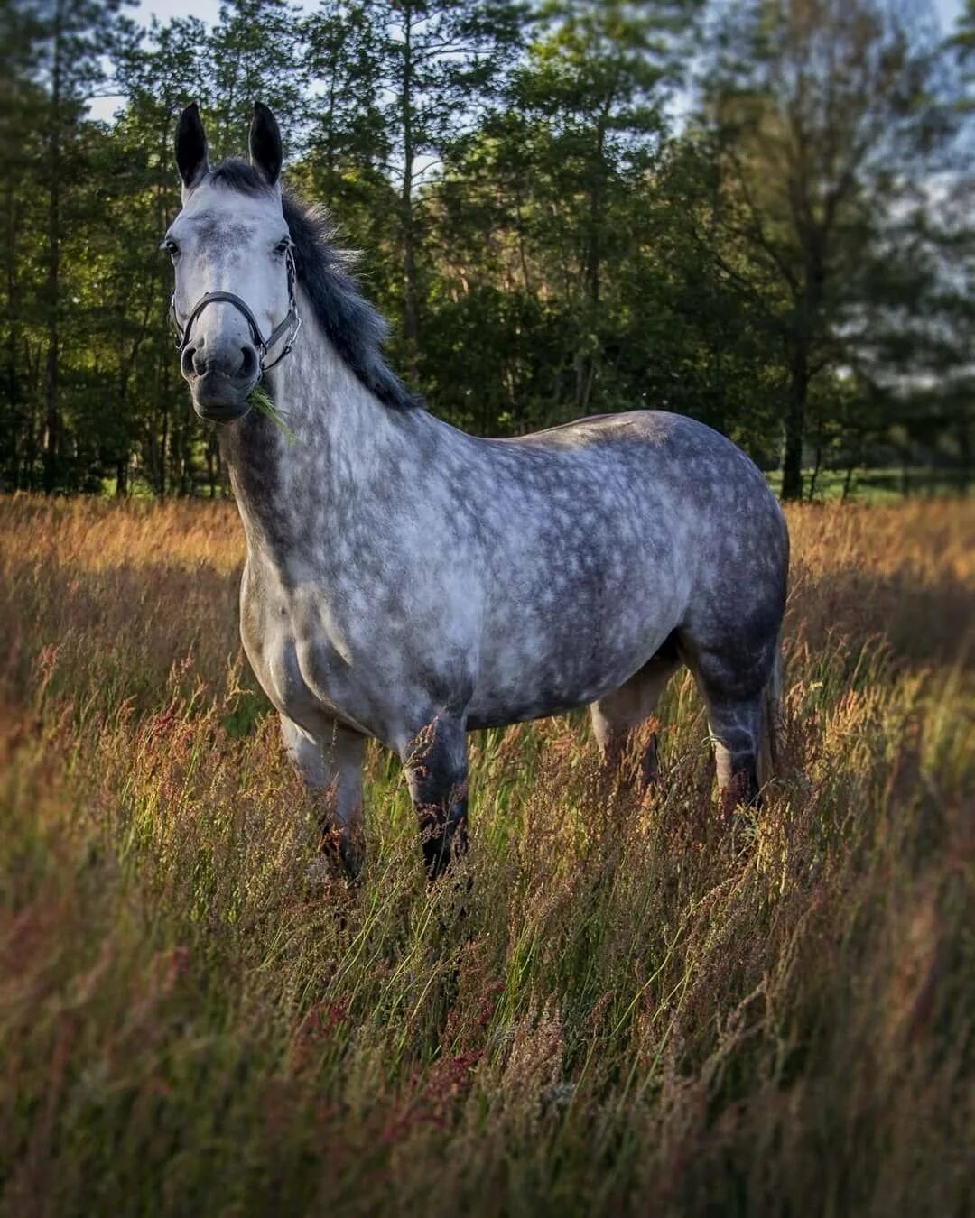 Морган лошадь вороной. Серый конь. Пегий орловский рысак. Лошадь породы орловский рысак. Серый конь.