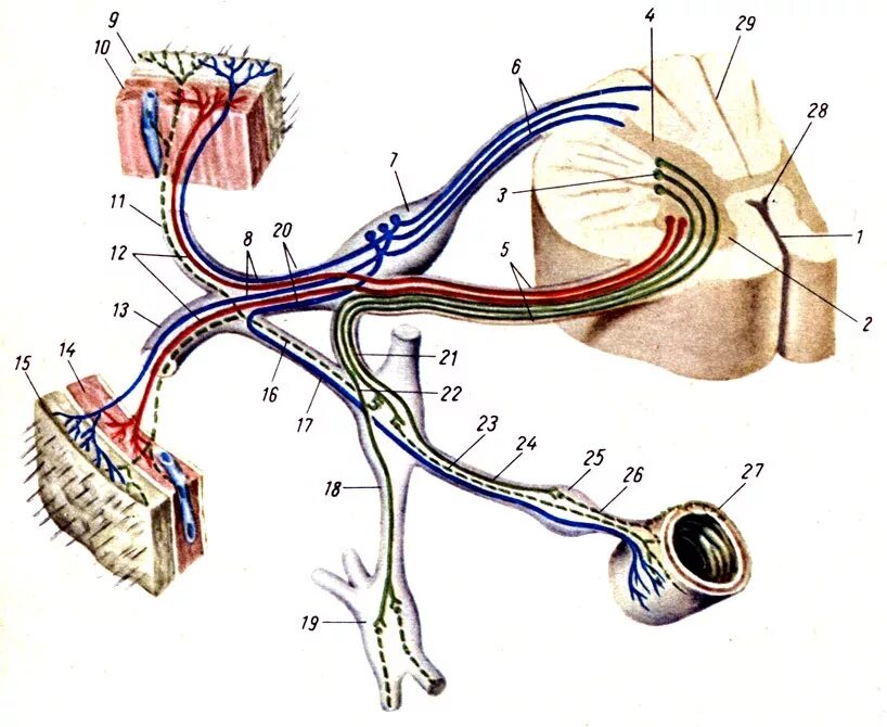 Строение соматической и вегетативной рефлекторной дуги. Вегетативная нервная система схема спинного мозга. 2х нейронная рефлекторная дуга. Строение дуги вегетативного рефлекса.