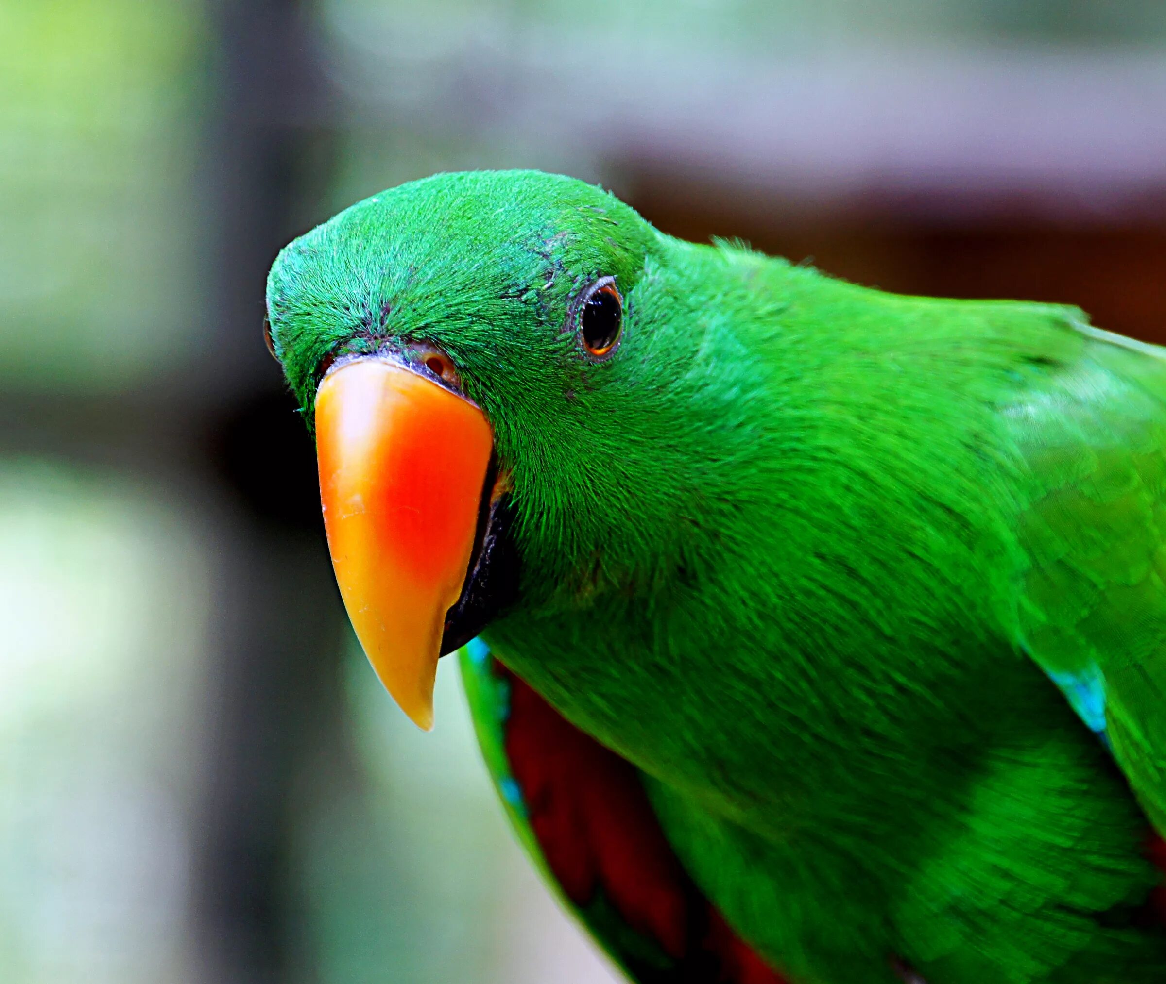 Зеленая птичка название. Попугай Эклектус зеленый. Зеленый попугай с красным клювом. Желтый Эклектус. Эклектус клюв.