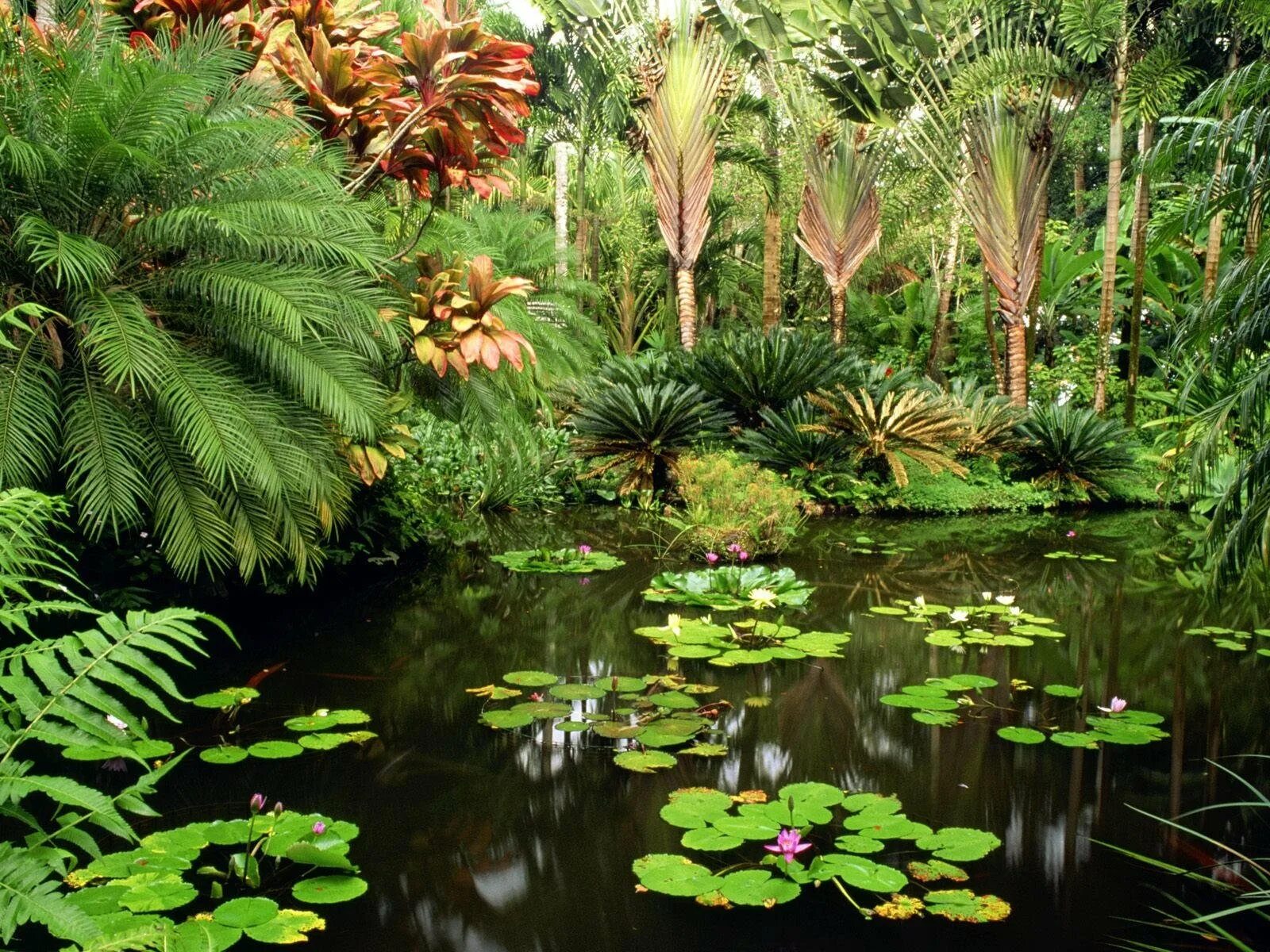 Тропический Ботанический сад Гавайи (. Ботанический сад Святого Антония. Тропические леса на Гавайях. Королевские Ботанические сады Кью.