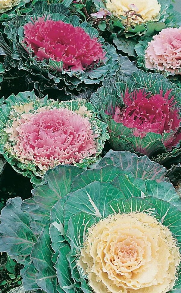 Капуста декоративная (brassica oleracea) nagoya mix. Капуста декоративная нагойя роуз. Капуста декоративная крейн красная. Декоративные виды капусты. Декоративная капуста brassica oleracea.