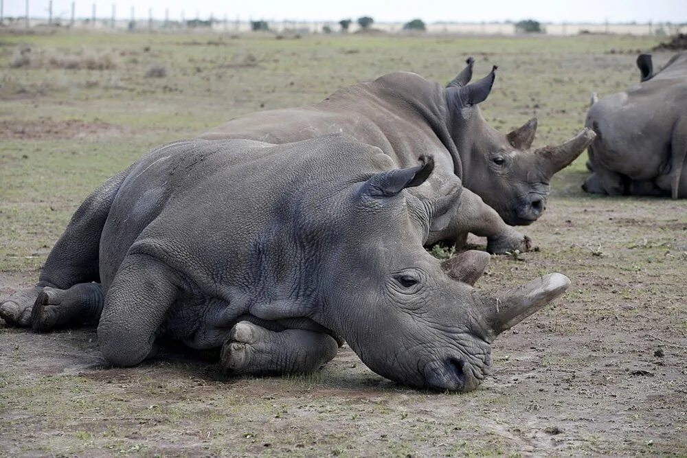 Северные носороги сколько осталось. Наджин белый носорог. Последний самец Северного белого носорога. Северный носорог.