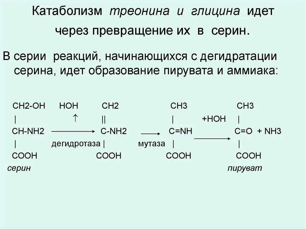 Роль глицина биохимия. Схема превращения глицина. Метаболизм глицина. Схема путей обмена глицина и серина. Образование глицина из серина.