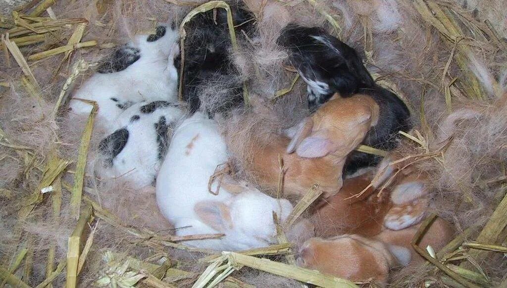 Сколько рожают кролики