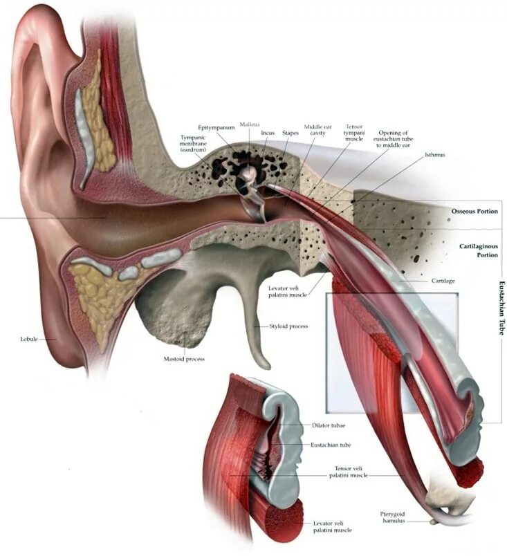 Анатомия уха евстахиева труба. Евстахиева (слуховая) труба анатомия. Евстахиева труба анатомия. Мышца напрягающая барабанную перепонку анатомия.