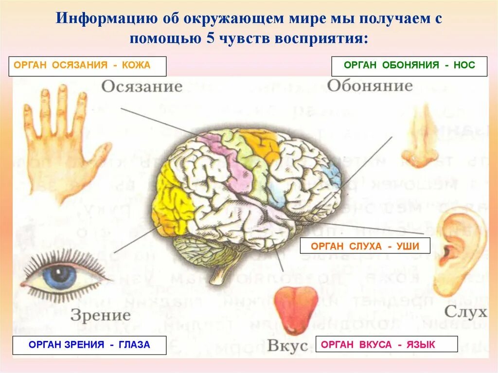 Информация полученная с помощью органов