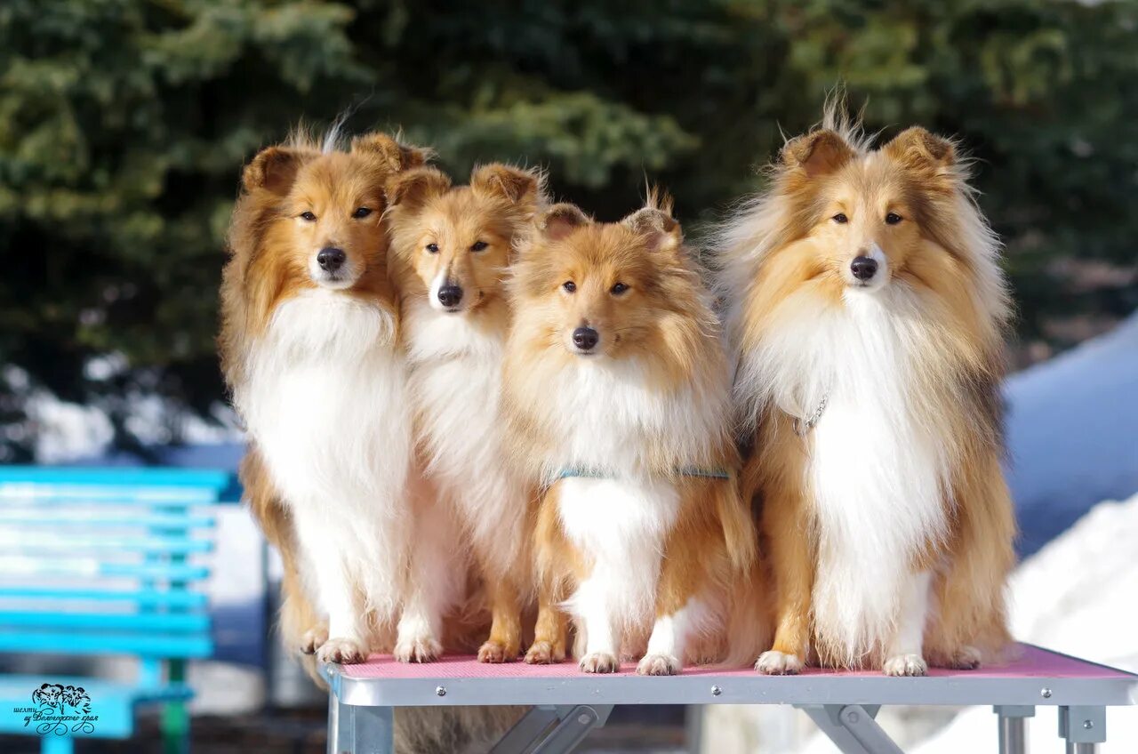 Сибфорум колли и шелти. Форум любителей колли и шелти сибфорум. Шелти соболь. Шелти и ретривер. Сибфорум колли и шелти.